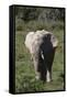 African Elephants 017-Bob Langrish-Framed Stretched Canvas