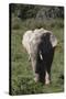 African Elephants 017-Bob Langrish-Stretched Canvas