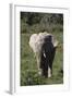 African Elephants 017-Bob Langrish-Framed Photographic Print