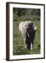 African Elephants 017-Bob Langrish-Framed Photographic Print