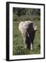 African Elephants 017-Bob Langrish-Framed Photographic Print