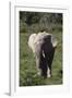 African Elephants 017-Bob Langrish-Framed Photographic Print