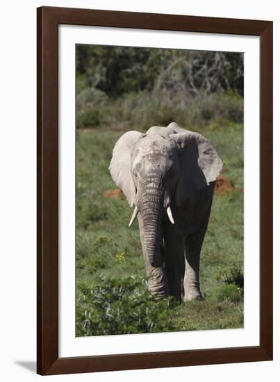 African Elephants 017-Bob Langrish-Framed Photographic Print