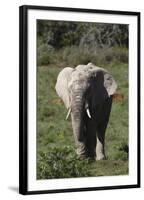 African Elephants 017-Bob Langrish-Framed Photographic Print