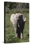 African Elephants 017-Bob Langrish-Stretched Canvas