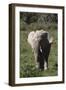 African Elephants 017-Bob Langrish-Framed Photographic Print