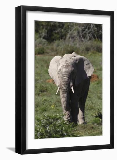 African Elephants 017-Bob Langrish-Framed Photographic Print