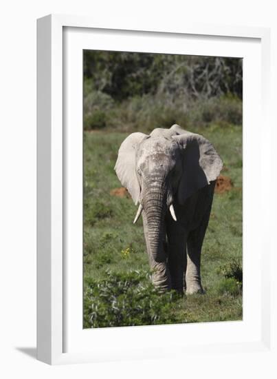 African Elephants 017-Bob Langrish-Framed Photographic Print