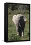 African Elephants 017-Bob Langrish-Framed Stretched Canvas