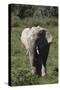 African Elephants 017-Bob Langrish-Stretched Canvas