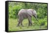 African Elephants 031-Bob Langrish-Framed Stretched Canvas