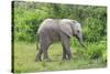 African Elephants 031-Bob Langrish-Stretched Canvas