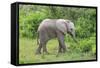 African Elephants 031-Bob Langrish-Framed Stretched Canvas