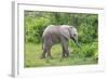 African Elephants 031-Bob Langrish-Framed Photographic Print