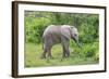 African Elephants 031-Bob Langrish-Framed Photographic Print