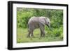 African Elephants 031-Bob Langrish-Framed Photographic Print