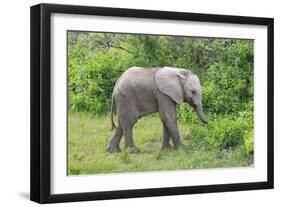 African Elephants 031-Bob Langrish-Framed Photographic Print