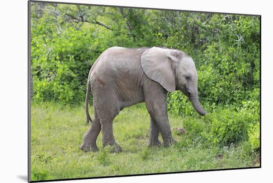 African Elephants 031-Bob Langrish-Mounted Photographic Print