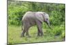 African Elephants 031-Bob Langrish-Mounted Photographic Print