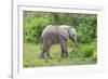 African Elephants 031-Bob Langrish-Framed Photographic Print