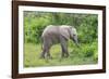 African Elephants 031-Bob Langrish-Framed Photographic Print