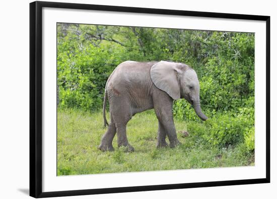 African Elephants 031-Bob Langrish-Framed Photographic Print