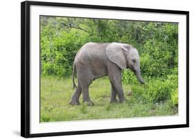 African Elephants 031-Bob Langrish-Framed Photographic Print