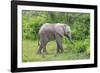 African Elephants 031-Bob Langrish-Framed Photographic Print