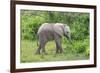 African Elephants 031-Bob Langrish-Framed Photographic Print