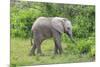 African Elephants 031-Bob Langrish-Mounted Photographic Print