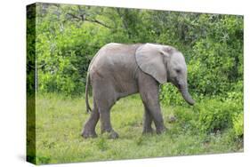 African Elephants 031-Bob Langrish-Stretched Canvas