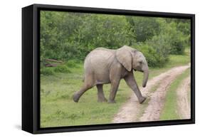 African Elephants 032-Bob Langrish-Framed Stretched Canvas