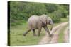 African Elephants 032-Bob Langrish-Stretched Canvas