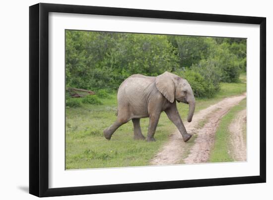 African Elephants 032-Bob Langrish-Framed Photographic Print