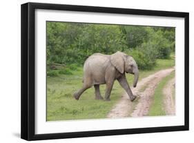 African Elephants 032-Bob Langrish-Framed Photographic Print