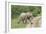 African Elephants 032-Bob Langrish-Framed Photographic Print