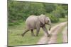 African Elephants 032-Bob Langrish-Mounted Photographic Print