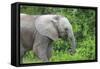African Elephants 033-Bob Langrish-Framed Stretched Canvas