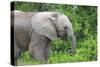 African Elephants 033-Bob Langrish-Stretched Canvas