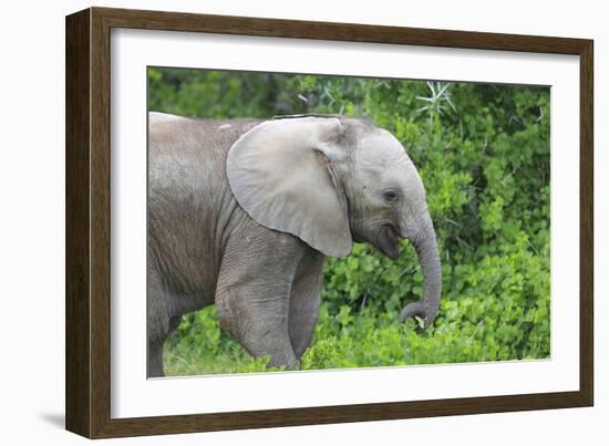 African Elephants 033-Bob Langrish-Framed Photographic Print