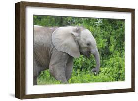 African Elephants 033-Bob Langrish-Framed Photographic Print