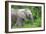 African Elephants 033-Bob Langrish-Framed Photographic Print