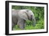 African Elephants 033-Bob Langrish-Framed Photographic Print