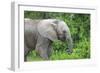 African Elephants 033-Bob Langrish-Framed Photographic Print