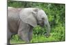 African Elephants 033-Bob Langrish-Mounted Photographic Print