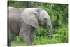 African Elephants 033-Bob Langrish-Stretched Canvas