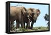 African Elephants 044-Bob Langrish-Framed Stretched Canvas