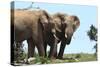 African Elephants 044-Bob Langrish-Stretched Canvas