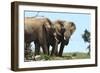 African Elephants 044-Bob Langrish-Framed Photographic Print