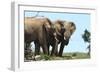 African Elephants 044-Bob Langrish-Framed Photographic Print